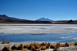 Laguna Hedionda: eine Oase inmitten der Wüste