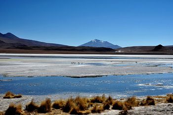 Laguna Hedionda: an oasis in the heart of the desert