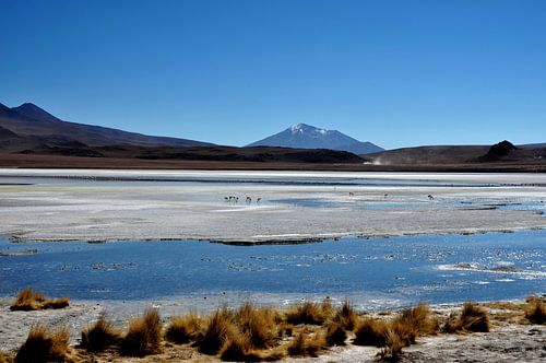 Laguna Hedionda: een oase in het hart van de woestijn