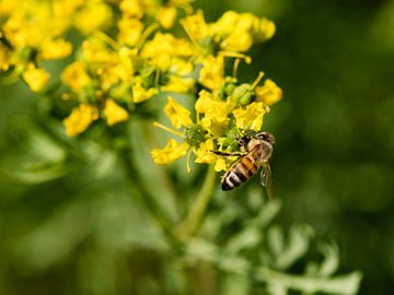 L'abeille au travail sur Jolanda de Jong-Jansen