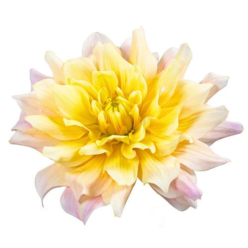 Dahlia bloesem op een witte achtergrond