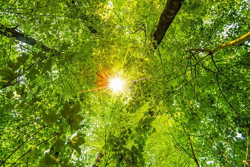 De zon schijnt door het bladerdak van beuken en esdoorns