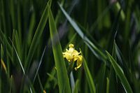 Gele lis in het riet