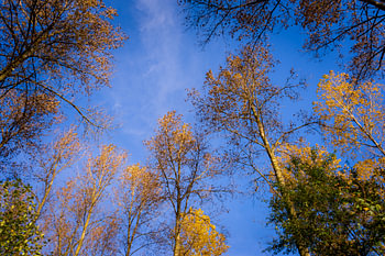 Sky-High Golden Trees