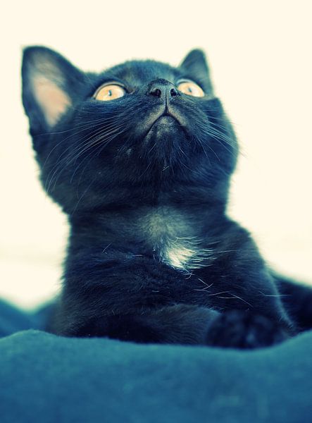Lookup! by Martijn Schornagel