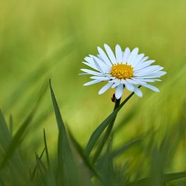 Daisy by Ad Jekel