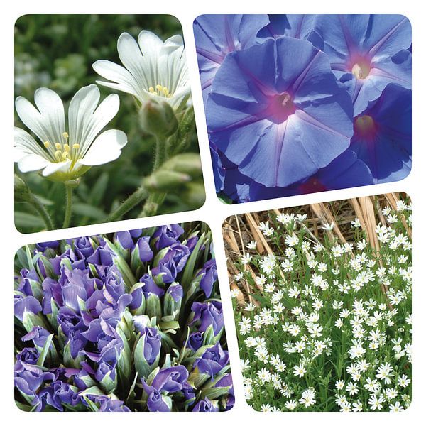 Blumencollage lila von Irene Polak