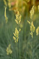 Grass Salms. Macrophotography