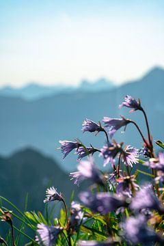 Kleine bloemen in de Allgäuer Alpen van Leo Schindzielorz
