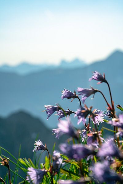 Flowers in the Allgäu Alps by Leo Schindzielorz