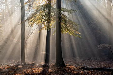 Zonneharpen  in het bos van Barbara Brolsma