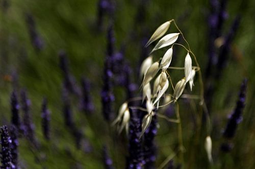 Zo alleen in het paars- So Alone in Purple