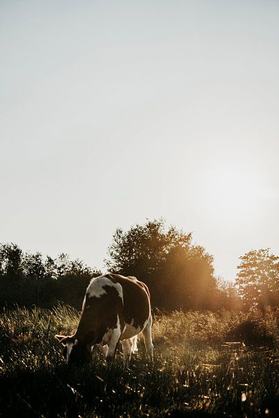 Roodbonte koe, in het avond zonlicht. van wiebesietze