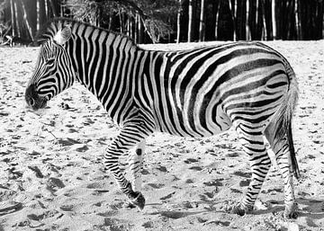 Zebra zwart/wit  van WeVaFotografie