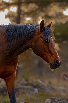 Horse portrait at sunset