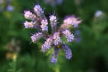 Viooltjes phacelia, phacelia, bijenvriend, tufted beauty van Karina Gebert