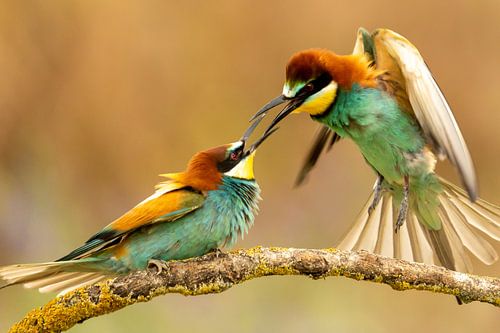 Bienenfresser zanken sich