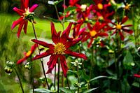 Flower and the Bee