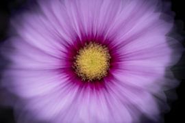 Cosmea by Christien van der Veen Fotografie