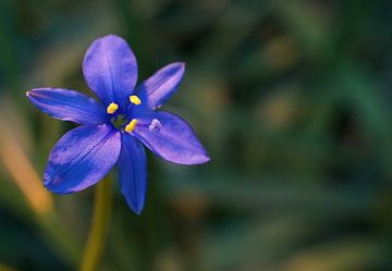 Blauwe bloem in warm licht van Anne van de Beek