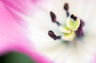 Coeur de la tulipe rose par de buurtfotograaf Leontien Aperçu