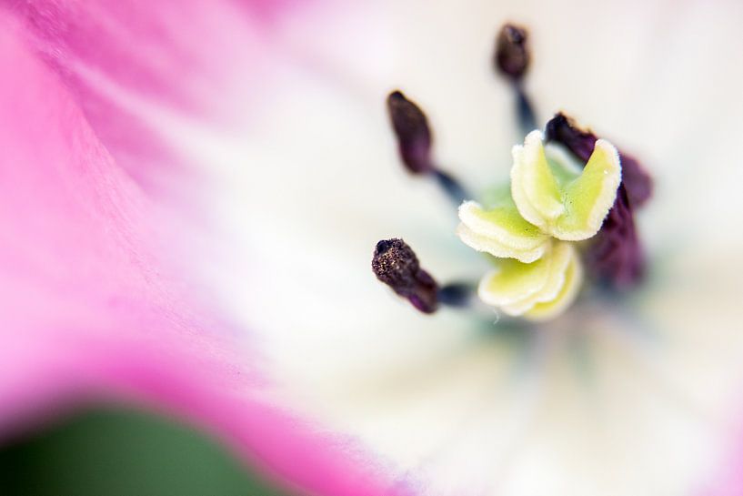 Coeur de la tulipe rose par de buurtfotograaf Leontien