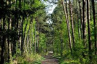 Chemin forestier au printemps par Merijn van der Vliet Aperçu