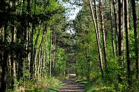 Forest path in spring