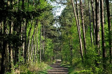 Waldweg im Frühling von Merijn van der Vliet