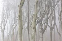 Bomen in het spookbos