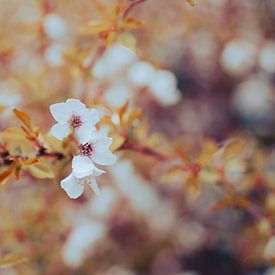 Soothing Spring Blossom by Martijn Tilroe