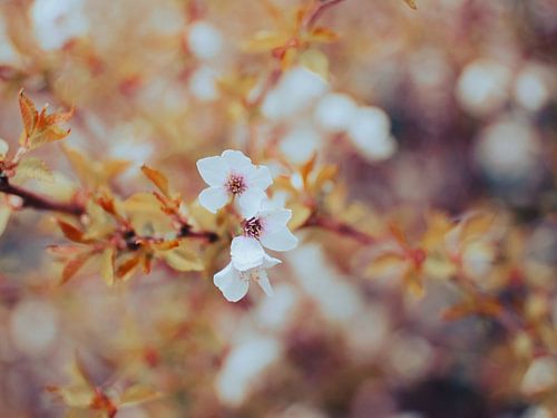 Beruhigende Frühlingsblüte