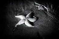 Starfish in black and white by Hans Winterink thumbnail