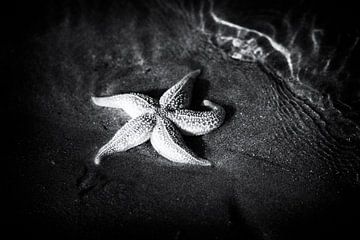 Étoile de mer en noir et blanc