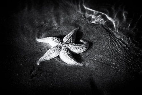 Étoile de mer en noir et blanc sur Hans Winterink