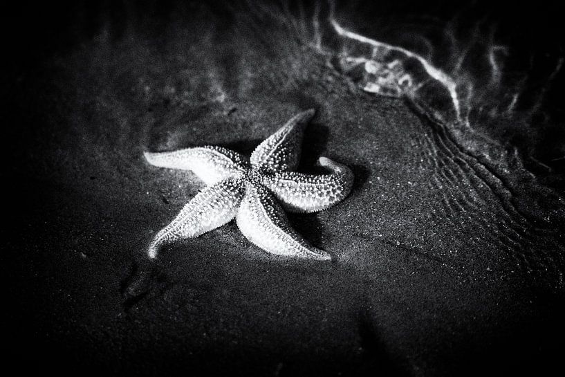 Starfish in black and white by Hans Winterink