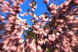 Les couleurs du printemps