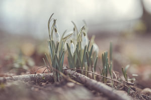 Blumen Teil 245
