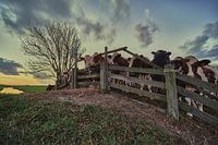 The bovine collective
