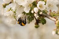 Bee / bumblebee on blossom by Moetwil en van Dijk - Fotografie thumbnail