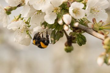 Bee / bumblebee on blossom by Moetwil en van Dijk - Fotografie