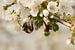 Biene / Hummel auf Blüte von Moetwil en van Dijk - Fotografie