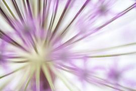 Radiant plant by Joachim Küster