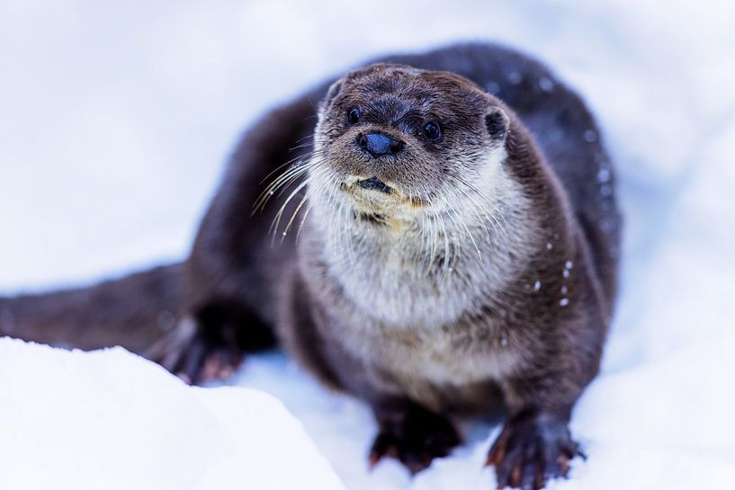 Fischotter (Lutra lutra) von Dirk Rüter
