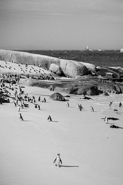 Pinguins bij Boulders Beach, Zuid-Afrika van Inge Bouw