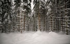 Aperçu d'une forêt d'épicéas blancs sur Oliver Lahrem