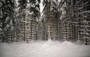 Aperçu d'une forêt d'épicéas blancs sur Oliver Lahrem