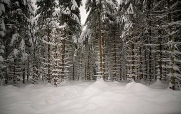 Inzicht in een wit sparrenbos van Oliver Lahrem