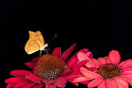 Julia butterfly by Brigitte Wirschell