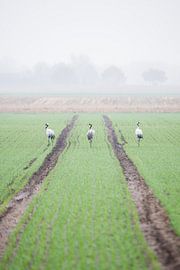 Cranes in Diepholz by Danny Slijfer Natuurfotografie